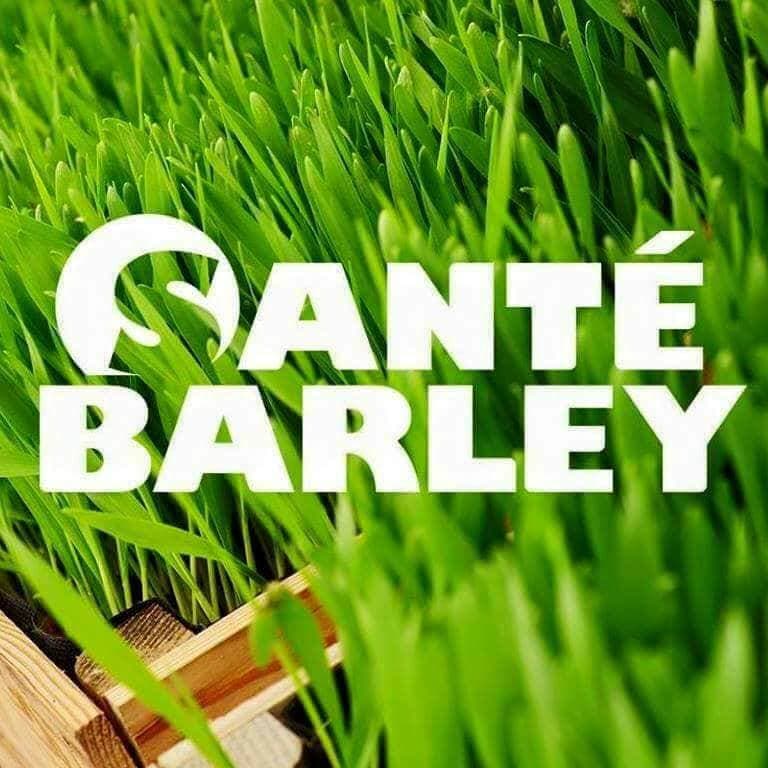 company's logo